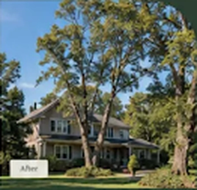 After pruning: an open canopy brings more light to the home and lawn.