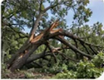 A broken tree limb following a storm.