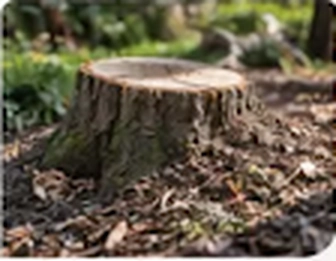 A cut tree stump surrounded by leaves and wood chips.