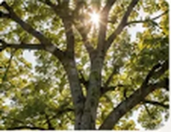 Sunlight filtering through the canopy of a mature tree.