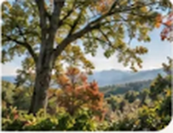 A tall tree overlooking the mountain landscape.